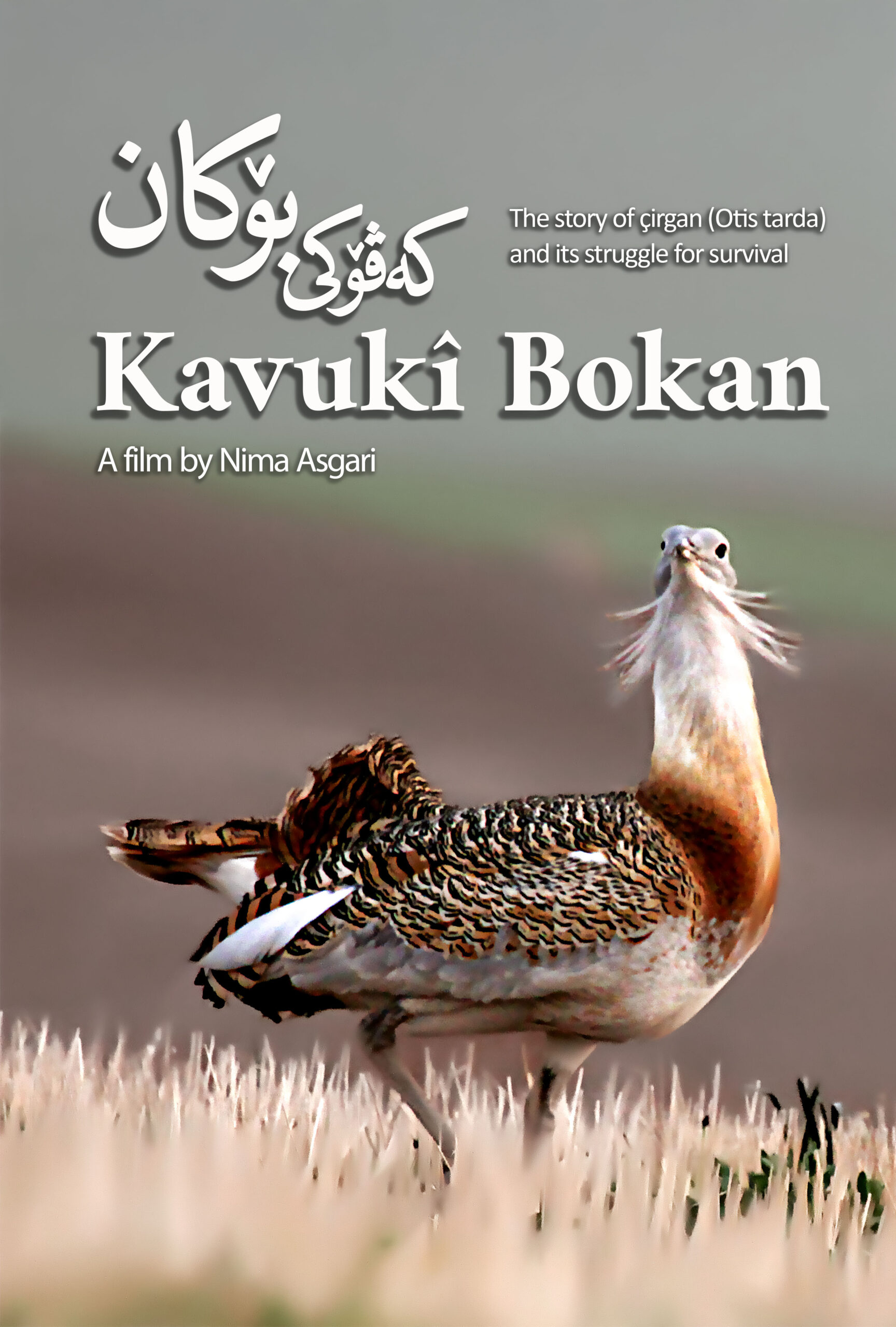 Kavuki Bokan poster LQ